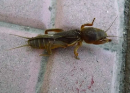 主要地下害蟲——螻蛄