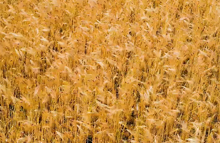 地下害蟲綜合防治方法