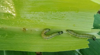 春季草地貪夜蛾發(fā)生趨勢預(yù)報(bào)
