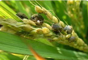 稻曲病的綜合治理