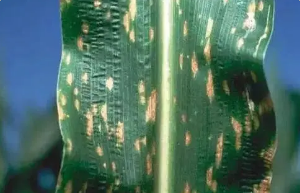 玉米小斑病的癥狀