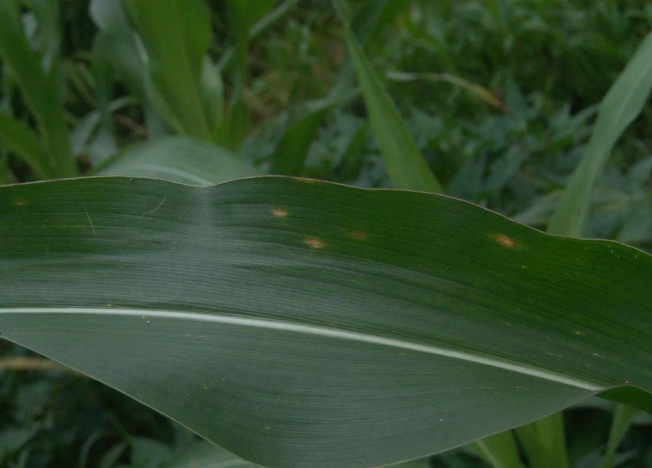 玉米小斑病的綜合治理