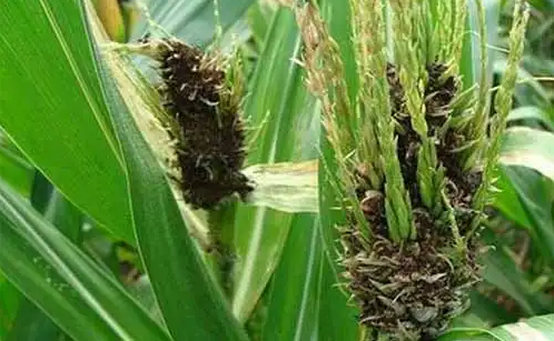 玉米黑粉病的癥狀