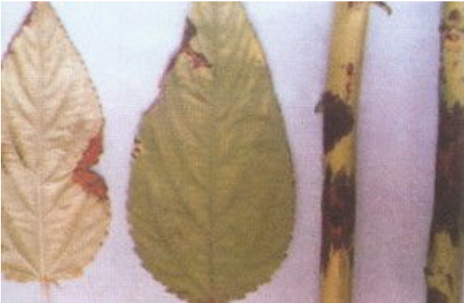 黃麻炭疽病的癥狀