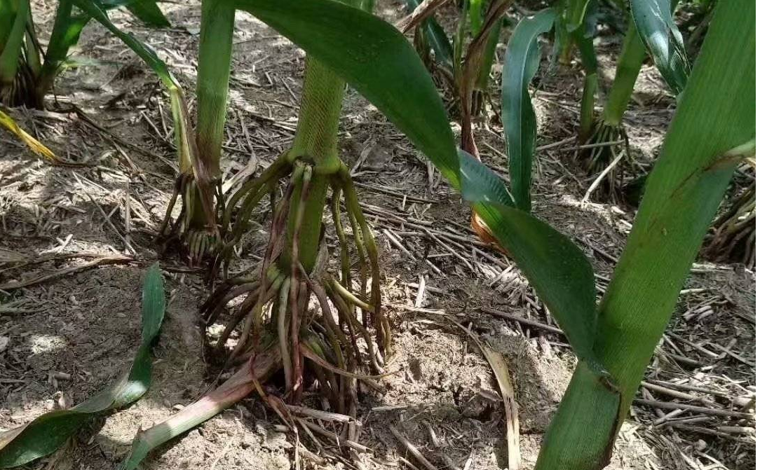 2022年玉米抗?jié)n澇促生長技術(shù)意見