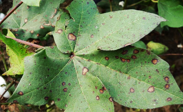棉、麻的其他病害