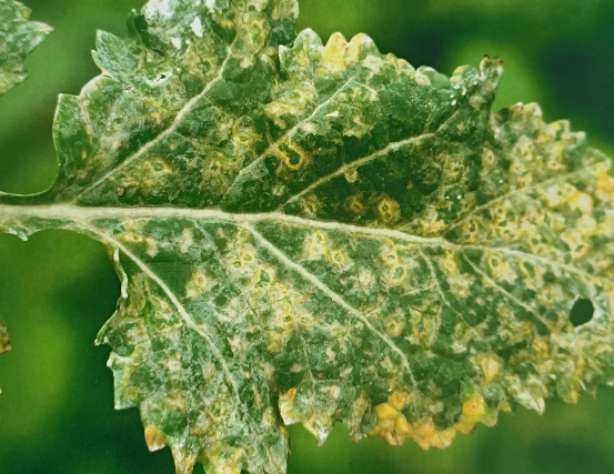 油菜病毒病的癥狀