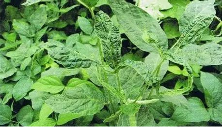 大豆花葉病的癥狀