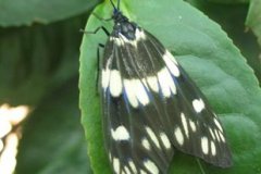 茶葉斑蛾的生活習性與防治技術