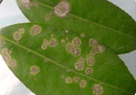 植物病理學(xué)發(fā)展簡史