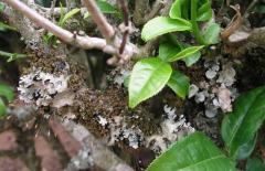 茶樹種植茶煤病有什么癥狀表現(xiàn),如何防治？ 