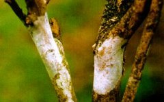 茶樹膏藥病的危害及防治