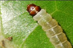 茶卷葉蛾的危害與防治方法