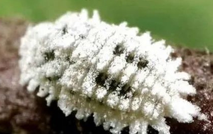 日本長(zhǎng)白盾蚧的測(cè)報(bào)方法