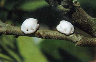 角蠟蚧的發(fā)生規(guī)律