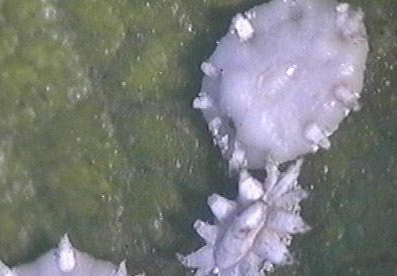 日本龜蠟蚧的防治技術(shù)