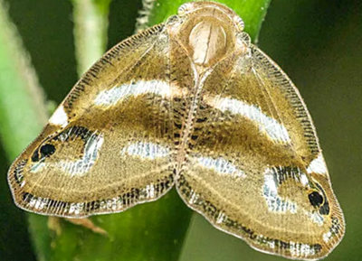 鉤紋廣翅蠟蟬的的防治