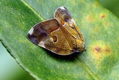 緣紋廣翅蠟蟬的生活習(xí)性