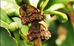 可可廣翅蠟蟬的防治技術(shù)