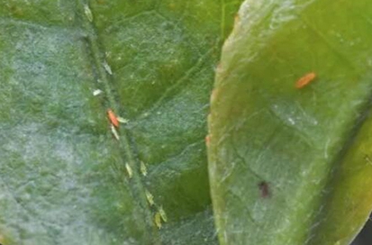 茶棍薊馬的形態(tài)特征