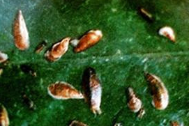 茶葉麗廮螨的防治技術(shù)