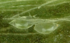 茶跗線螨的生活習性與防治技術(shù)