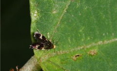 油茶織蛾的習(xí)性