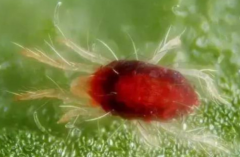 朱砂葉螨的防治手段