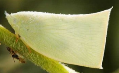 白蛾蠟蟬的危害